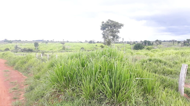 Fazenda 14.364 hectares em Alta Floresta-MT - Foto 11