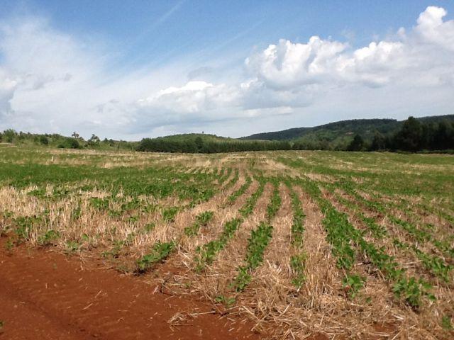 Fazenda de 68 Alqueires . 44 alqueires Mecanizados .Mil Sacas de Soja por Alqueire - Foto 19