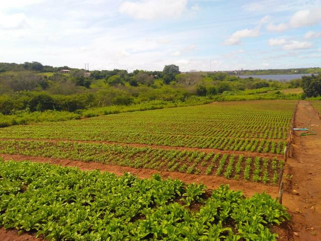 Granja em São Paulo do Potengi com estrutura - Foto 14