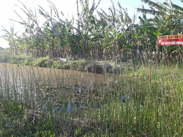 Granja estruturada em lagoa salgada 100% irrigada - Foto 16
