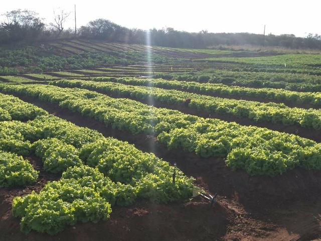 Granja em São Paulo do Potengi com estrutura - Foto 9