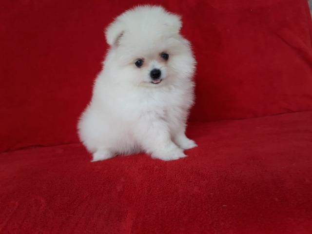 Fêmea - Branca - lulu da Pomerania- Baby face -Excelente linhagem - Foto 2