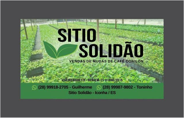 Mudas de café conilon clonal