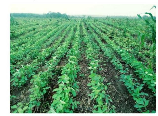 Vendo Fazenda Centro do Maranhão com excelente localização,terra teor argila 40/55% - Foto 14