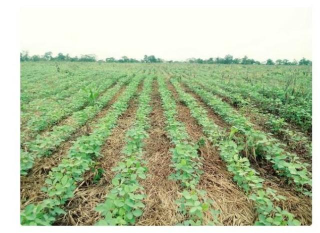 Vendo Fazenda Centro do Maranhão com excelente localização,terra teor argila 40/55% - Foto 3