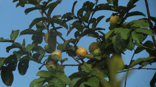 Vende-se Sítio no município de Lagamar 56 Hectares - Foto 4