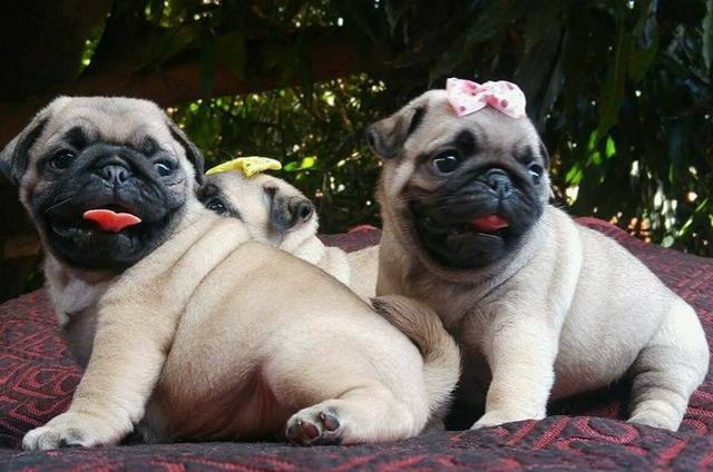 Filhotes machos de pug para reserva Nascidos 02/05 - Foto 4