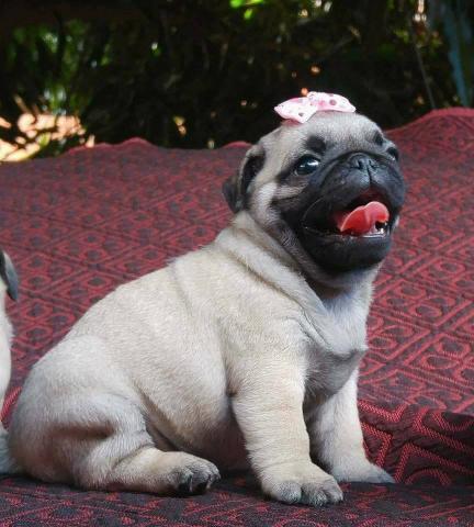 Filhotes machos de pug para reserva Nascidos 02/05 - Foto 2