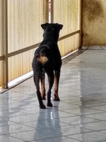 Rottweiler 12 meses - Foto 3