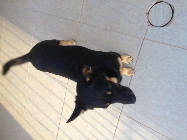 Doação cachorrinho