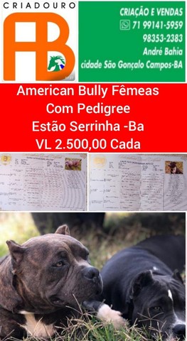 Fêmeas de American Bully com Pedigree 