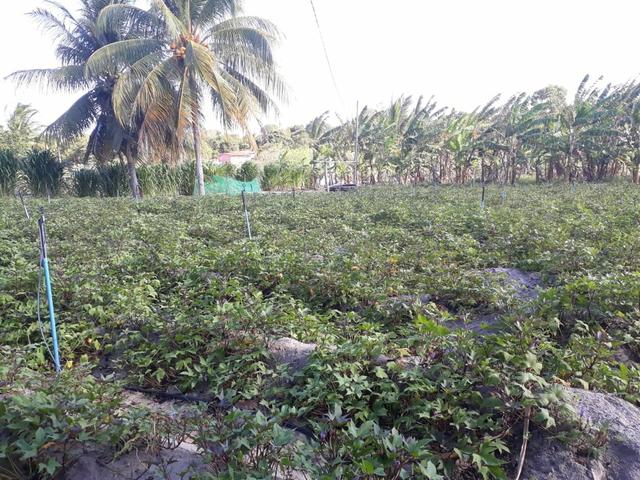 Granja estruturada em lagoa salgada 100% irrigada - Foto 8