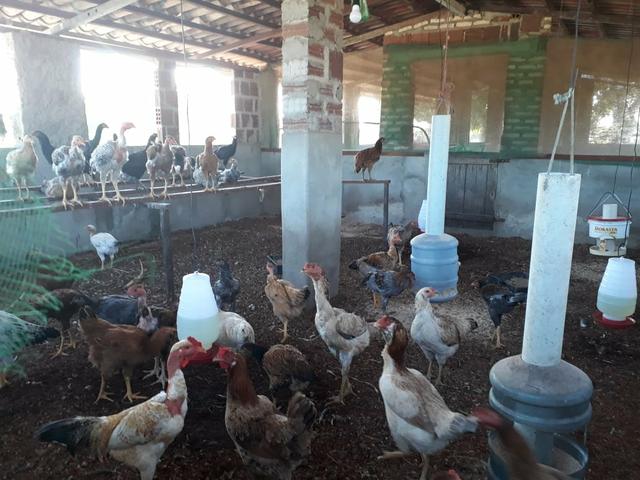 Granja estruturada em lagoa salgada 100% irrigada - Foto 18