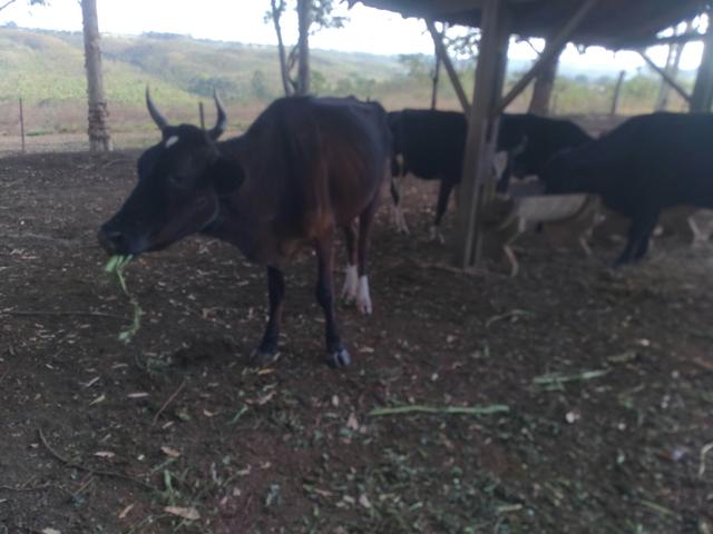 Vacas e novilhas - Foto 4