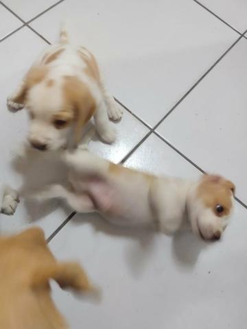 Filhotes Beagle Bicolor