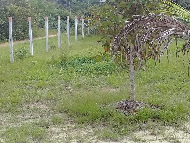 Manacapuru Lindo sitio em, km 69, ramal do Acajatuba com casa mobiliada e igarapé - Foto 10