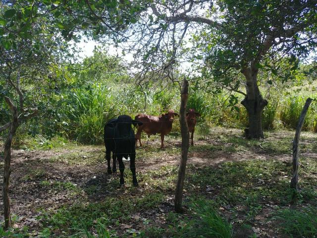 Granja com 8.8 hectares próximo da reta tabajara - Foto 3