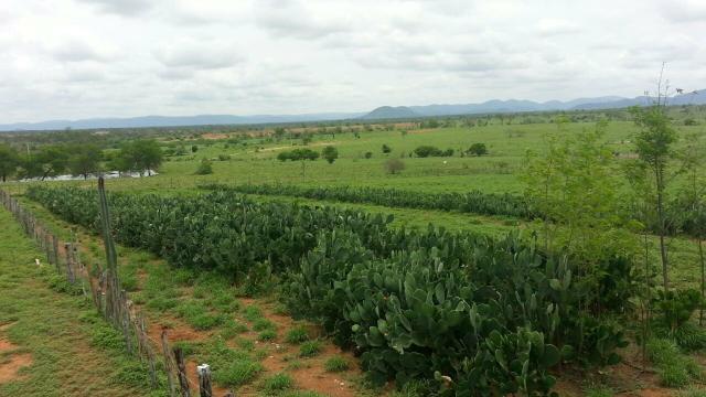 Fazenda em Iaçu-Ba - Foto 5