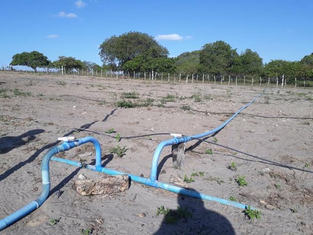 Granja estruturada em lagoa salgada 100% irrigada - Foto 4