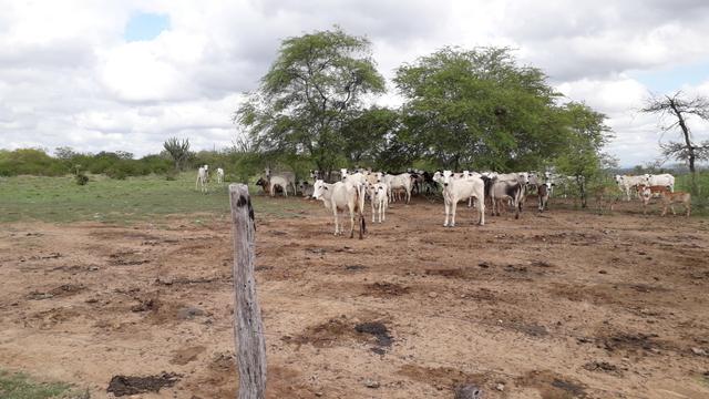 Fazenda em Iaçu-Ba - Foto 11