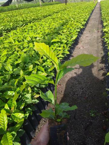 Mudas de café conilon clonal - Foto 3