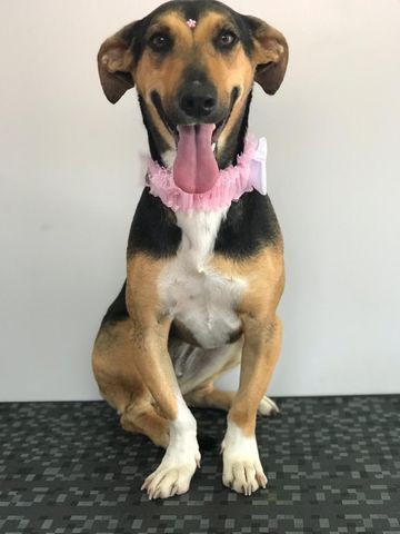 Doação cachorrinho - Foto 2