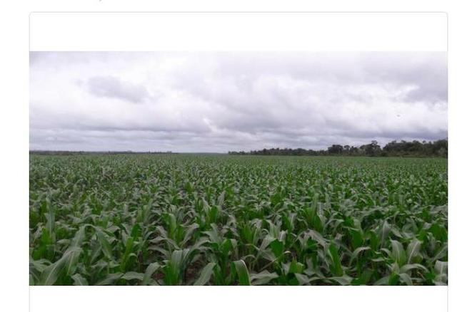 Vendo Fazenda Centro do Maranhão com excelente localização,terra teor argila 40/55% - Foto 9