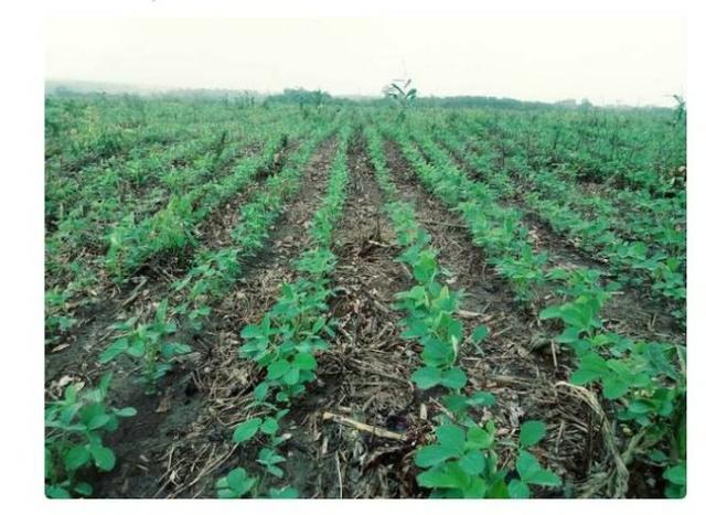 Vendo Fazenda Centro do Maranhão com excelente localização,terra teor argila 40/55% - Foto 12