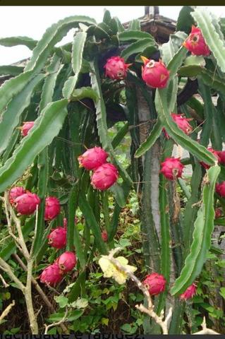 Estacas de Pitaya a venda em Pesqueira-PE