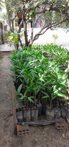 AÇAÍ da variedade BRS PARÁ - Foto 4