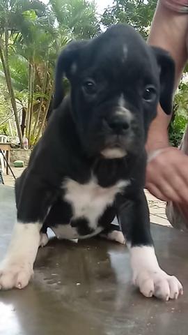 Filhotes de boxer - Foto 4