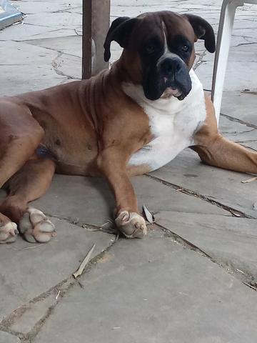 Filhotes de boxer - Foto 5