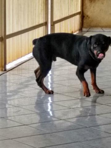 Rottweiler 12 meses - Foto 2