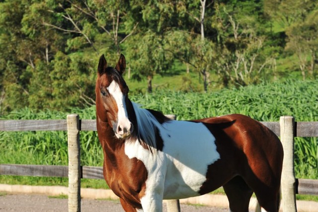 Égua Paint Horse Domada - Foto 3