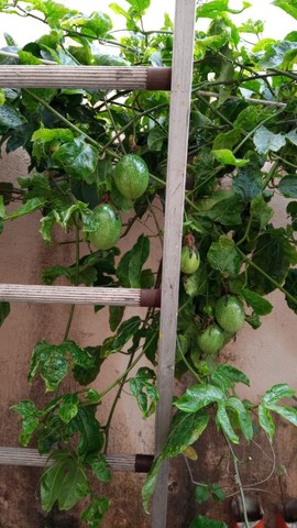 vende- se lindas mudas maracujá azedo - Foto 2