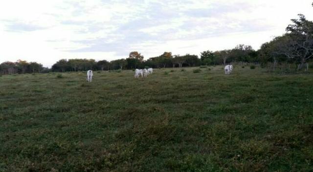 Propriedade Rural 84 Hectares com Título Definitivo - Foto 3