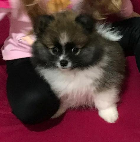 Spitz Alemão - Foto 2