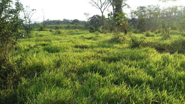 Propriedade Rural 84 Hectares com Título Definitivo - Foto 8