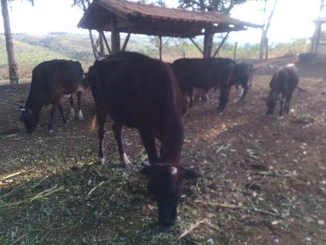Vacas e novilhas - Foto 5