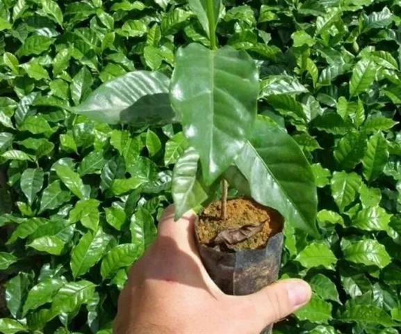 Mudas de café Catuaí