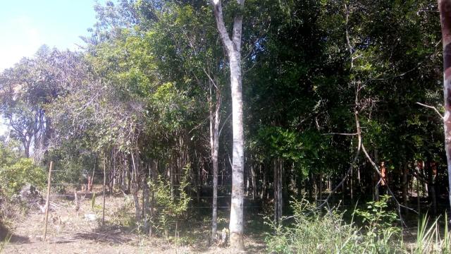 Terreno em Trancoso e Itaipu de dentro - Foto 5