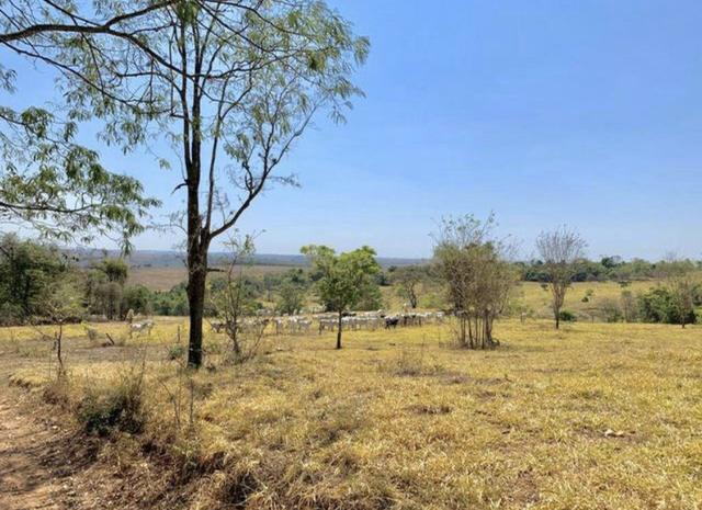 Fazenda em Piracanjuba 13 alqueires