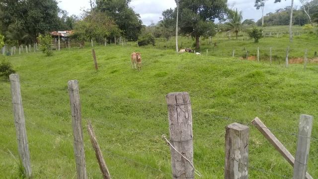 Fazenda pra ser feliz - Foto 17