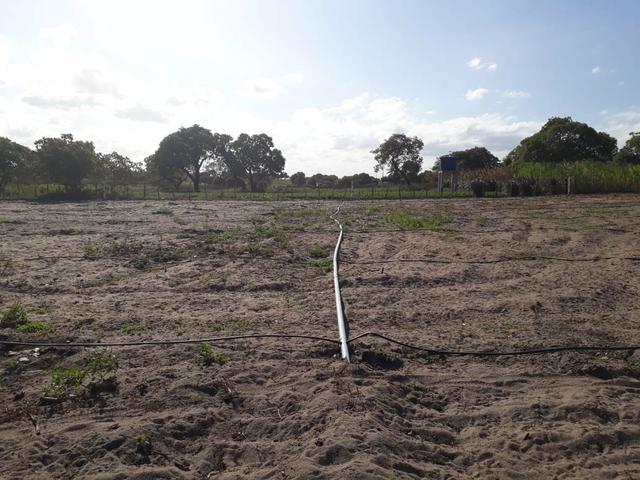 Granja estruturada em lagoa salgada 100% irrigada - Foto 5