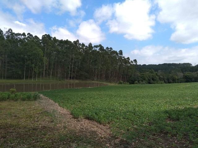 Sítio Loc. Barra dos Lobos 13,6 Hectares - Taió-SC - Foto 5
