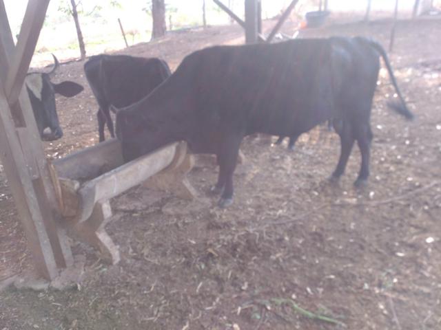 Vacas e novilhas - Foto 3