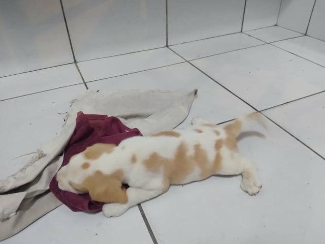 Filhotes Beagle Bicolor - Foto 3