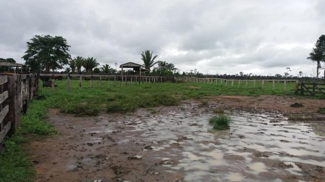 Fazenda - Porto Belo Linha 120 - 900 hectares - Foto 5