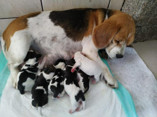 Filhotes de beagle - Foto 5