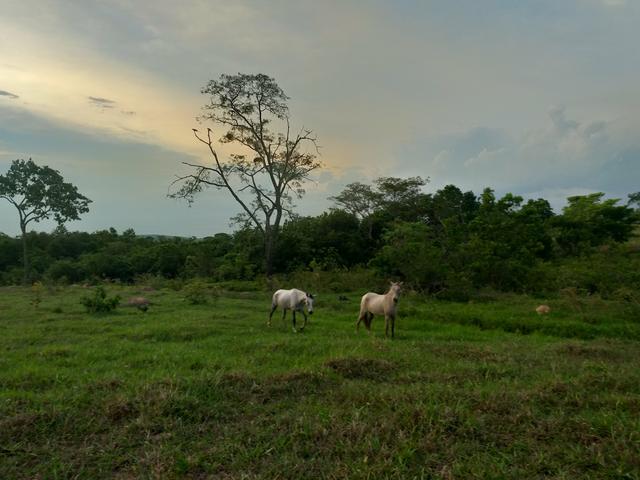 Fazenda com 2 nascentes 8 pasto 5 represas.a 28 km de caldas novas.Go - Foto 4